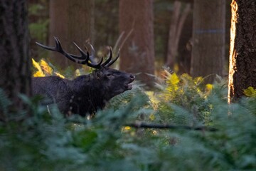Cerf