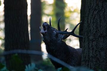 Cerf