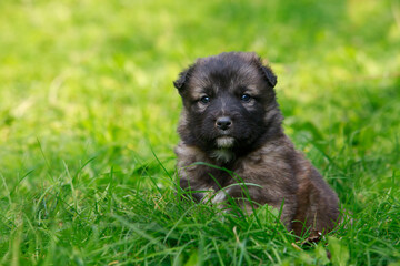 Puppy breed Alabai