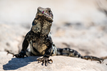 Black Iguana (Ctenosaura similis), Tulum Mexico