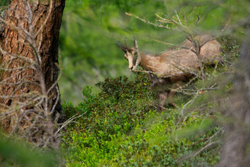 Chamois