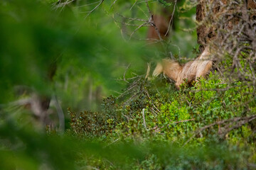 Chamois