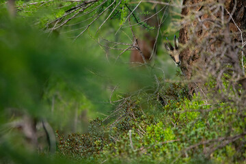 Chamois