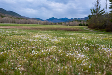 White flowers growing in a field in the Adirondacks