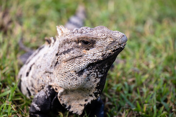 Black Iguana (Ctenosaura similis), Tulum Mexico