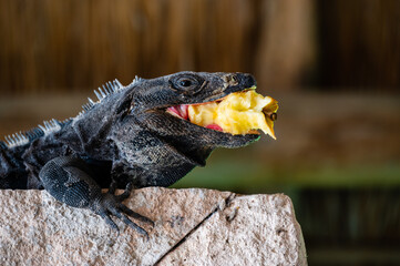 Black Iguana (Ctenosaura similis) eats an apple, Tulum Mexico