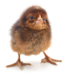 Small brown chicken