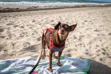 old cute brown male pinscher dog in Florida vacation at the beach