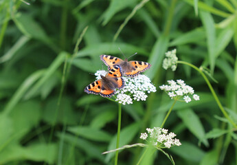 Kleiner Fuchs - Small tortoiseshell