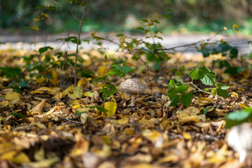 Naklejka na ściany i meble The parasol mushroom in the forest in autumn season. Yellow leaves on the background. Macrolepiota procera, Close-up