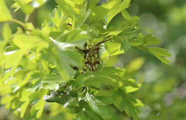Kleiner Perlmuttfalter - Queen of Spain fritillary
