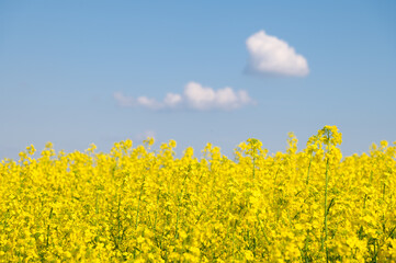 A yellow field of blooming rapeseed, above it is a blue sky and two clouds. Colors of the Ukrainian flag