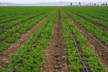 Fototapeta na wymiar Agricultural field with young plants in a rows. Celery field, and irrigation system