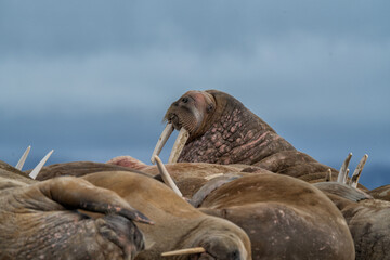 The walrus seahorse walking on its teeth, resting on the beach, Wildlife scene.. One of the largest representatives of pinnipeds.