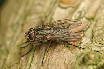 Closeup on a Muscid fly, Phaonia fuscata , sitting on wood