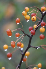 colorful berries with rain drops