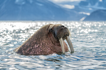 Ice walrus, Odobenus rosmarus, seahorse walking on teeth, resting in water, Wildlife scene.