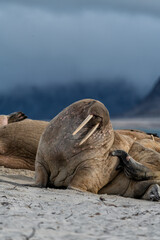 The walrus seahorse walking on its teeth, resting on the beach, Wildlife scene.. One of the largest...