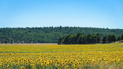 Beautiful field of sunflowers in the countryside over blue sky and green forest on a sunny day, Cuenca, Spain