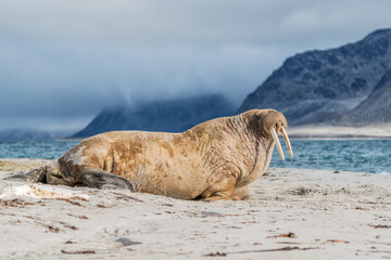 The walrus seahorse walking on its teeth, resting on the beach, Wildlife scene.. One of the largest...