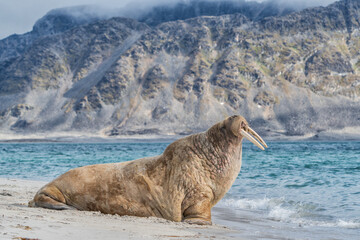 The walrus seahorse walking on its teeth, resting on the beach, Wildlife scene.. One of the largest...