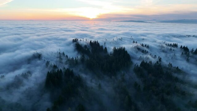 As the sun begins to set, dense fog rolls over cedar and fir trees covering the many hills surrounding Portland, Oregon. Temperate forests thrive in the Pacific Northwest due to the moist climate.