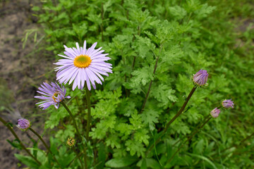 Garden blue daisy with buds in summer.