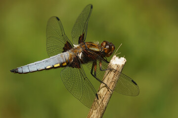 Closeup of a blue male Broad bodied darter, Libellula depressa perched on a twig