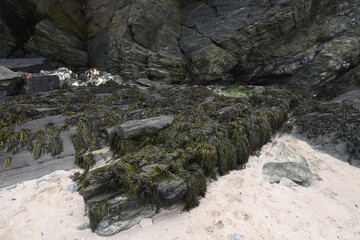 Bladderwrack seaweed at Porth Beach Newquay Cornwall