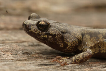Closeup on a gorgeous colored adult Clouded salamander, Aneides ferreus in northern California