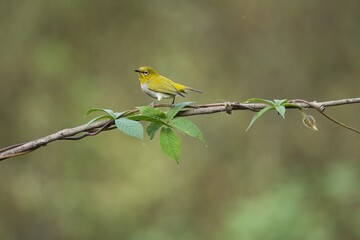 Oriental white-eye bird  sitting on the branch of a tree. Amazing photo  with beautiful background. Best to watch when birds feed on their food
