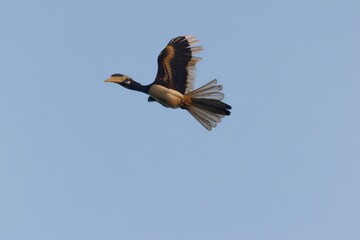 Asian pied hornbill in flight
