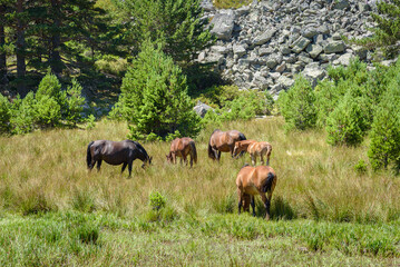 Landscape of wild horses grazing in the mountain meadow at daylight