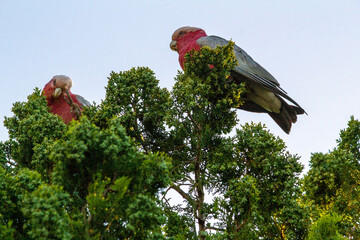 Australian Galah (Eolophus roseicapilla)
