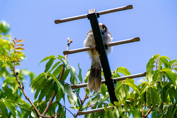 Australian Noisy Miner (Manorina melanocephala)