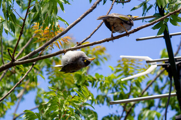 Australian Noisy Miner (Manorina melanocephala)