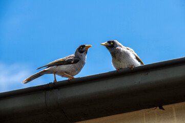 Australian Noisy Miner (Manorina melanocephala)