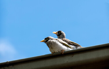 Australian Noisy Miner (Manorina melanocephala)