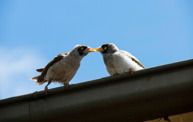 Australian Noisy Miner (Manorina melanocephala)