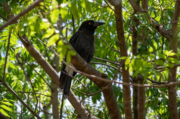 Australian Pied Currawong (Strepera graculina)