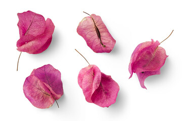 set of five pink Mediterranean Bougainvillea flowers isolated over a transparent background,...