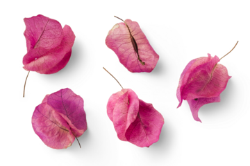 set of five pink Mediterranean Bougainvillea flowers isolated over a transparent background, vibrant floral design element, top view / flat lay