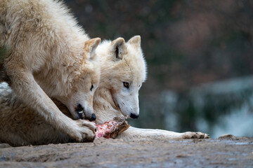 Arctic wolf (Canis lupus arctos) standing on a forest hill during snowfall. This type of wolf is also known as the white wolf or polar wolf. In summer.