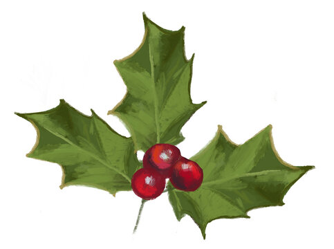 Holly leaves and berries isolated on white, png illustration.