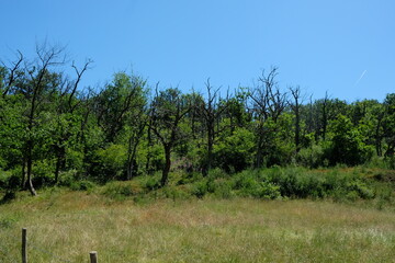 FU 2022-06-16 Nideggen 27 Am Waldrand stehen tote Bäume