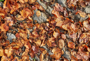 Beech dry leaves and fallen beech nuts on a rocky road. Autumn natural texture
