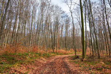 Road in the forest in late autumn. The trees are almost bare, the foliage is on the ground. Winter is coming soon