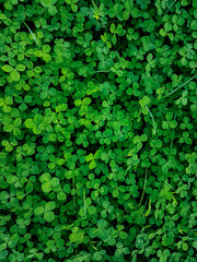 Green dense lawn of creeping white clover
