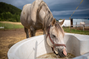 White Arabian horse drinking water from old plastic bathtub at farm, closeup wide detail