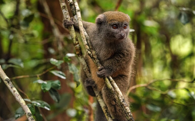 Eastern lesser Bamboo lemur - Hapalemur griseus - holding to a thin tree, closeup detail to furry...